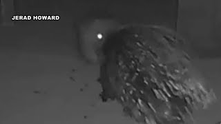 Caught on Camera: Republic, Mo., man captures porcupine on Ring camera