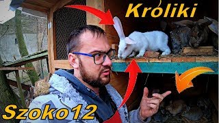 Hodowla Królików [Vlog#254] Czym Karmię \u0026 Po Co Je Trzymamy?