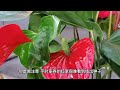 红掌 anthurium 火鹤花的养护