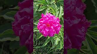 芍薬の花「紅旭」／CHINESE PEONY \