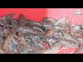 lobster breeding for sale របរបង្កាត់ពូជបង្កងលក់