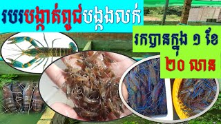 Lobster Breeding for Sale || របរបង្កាត់ពូជបង្កងលក់