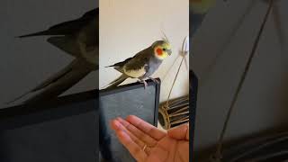 Cockatiel doesn’t like millet #parrot #pet #bird #cockatiel #cute