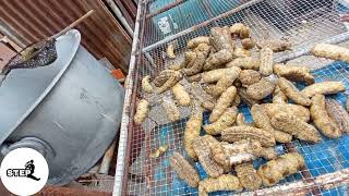 cook and dried process | sea cucumber