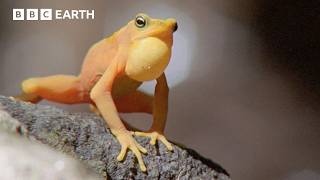 Golden Frogs Battle for Territory and Love | Life in Cold Blood | BBC Earth