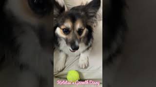 【パピヨンとコーギーのミックス犬】ボール大好き愛犬コテツ　Ball-loving dog Kotetsu #ミックス犬 #cute #dog #犬 #かわいい #개