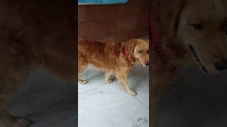 சரியான பதில், Super Sparky‼️👌🥹👍 #cute #trending #pet #dog #goldenretriever #Sparky #shorts