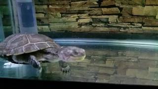 Finally A Name for Girl Turtle
