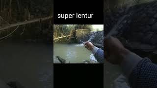 Sensasi joran super lentur meliuk saat strike ikan wader