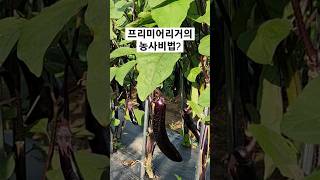 영국에서 살다 온 집사님의 텃밭구경. EPL의 농사비법이 있던걸까? #shorts