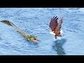 Eagle Steals from Crocodile, Croc Steals it Back