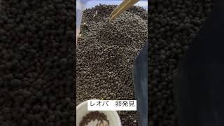 レオパ　繁殖　卵