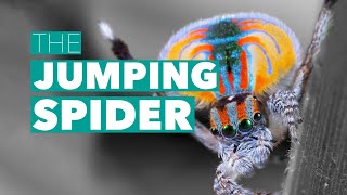 MPM Untold - The Jumping Spider