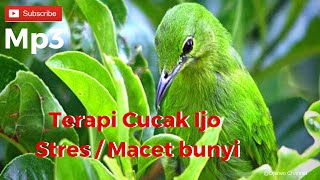 Kicau Burung Cucak Ijo Mantap Banget Juara 1 Kontes 2017