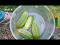 growing cucumbers from seed to harvest national pickling