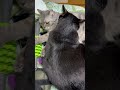 我が家の愛猫の日常.519