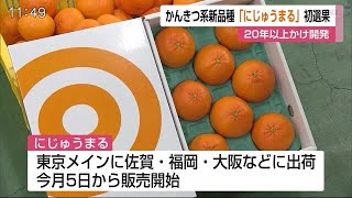 新品種「にじゅうまる」初選果 「佐賀ミカンのエースに」【佐賀県】 (21/03/01 12:45)