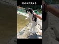 【犬かき】狆のエア犬かき