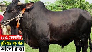 কুমিল্লার বড় গরু কালো রাজা।কুমিল্লায় তরুণ উদ্যোক্তার কোরবানির গরু পালন।Comilla Big Cow