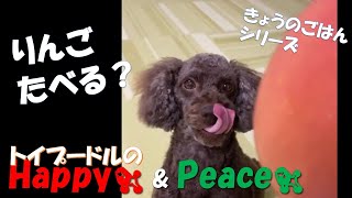 【トイプードルのハッピー＆ピース】りんご　たべる？　Apple!!!_ Toy Poodle Happy and Peace