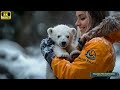 the smart baby polar bear went looking for a young girl to rescue the injured mother polar bear