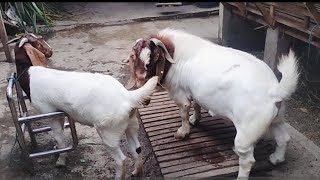 Jasa Kawin Kambing Boer Untuk Peningkatan Kualitas Kambing di Indonesia