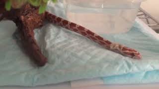 赤ちゃんコーンスネークの脱皮-Baby corn snake molting