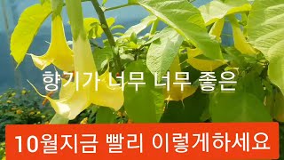 추운겨울의 화초 '천사의 나팔' 월동 보온은 꼭 이렇게 하세요!! 내년에 꽃 많이 피게 하려면!!