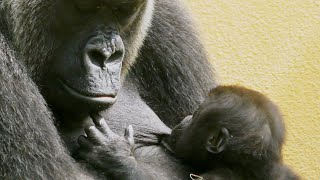 ゴリラの赤ちゃんキンタロウ、ママのお乳がいちばん？💗[Kyoto Zoo]Gorilla baby Kintaro, mom's milk is the best?