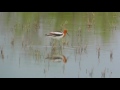 american avocet