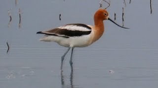 American Avocet