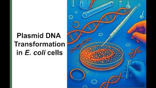 How to Transform E. coli Using Plasmid DNA | Bacterial Transformation Protocol