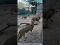 Lion attack #shorts #shortvideo #lion #lionking #zoo #zoopark #lionsgate #attack #animals