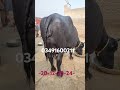 watch nili ravi buffalo for sale in punjab pakistan on youtube