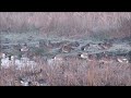 baikal teal greylake rspb somerset. 30.01.22 dave foot