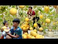 Harvesting melons to sell at the market | Cooking with Hieu & Thu at the farm