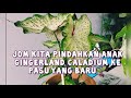 Cara memindahkan anak keladi Gingerland ke pasu yang baru🌱