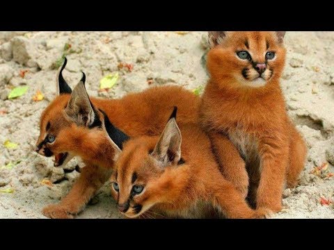 What is the rarest type of cat?