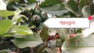 અમરૂદ જામફળ  Agriculture Farming Fruit