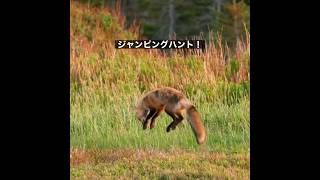 キツネのジャンプ狩り　#shorts #狐