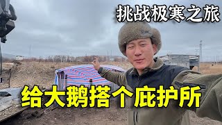 大鹅还没我抗冻，还是给我的伴儿搭个庇护所吧！#极限挑战 #记录生活#体验生活#荒野求生#挖机 #房屋改造【许飞挖机进藏开创者】