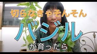 ｀プチはてな？’　　　切らなきゃそんそん！バジルが育ったら・・・