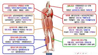 다리근육 전체 정리