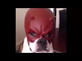 dog with daredevil mask meme no watermark for tiktok