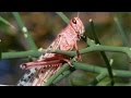 Swarm Of Locusts DEVOUR Everything In Their Path | Planet Earth | BBC Earth