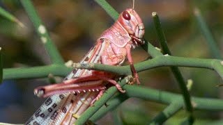 Swarm Of Locusts DEVOUR Everything in Their Path | Planet Earth | BBC Earth