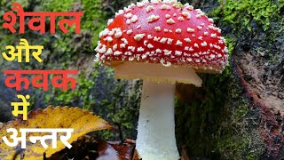 ALGAE Vs FUNGI🤯🍄 शैवाल और कवक में अन्तर।। Shaiwal aur Kawak me  antar