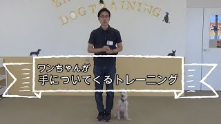 【ペット豆知識】わんちゃんが手についてきてくれるトレーニング【国際ペットワールド専門学校】