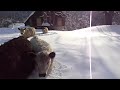 galloway cattle in the snow galloway rinder im winter