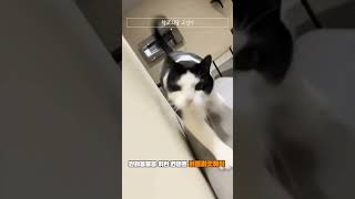 혼자서 움직이는 모자 _ 강아지, 고양이, 여러 동물들의 특별하고 귀여운 순간. puppy, cat, animals cute moment #shorts